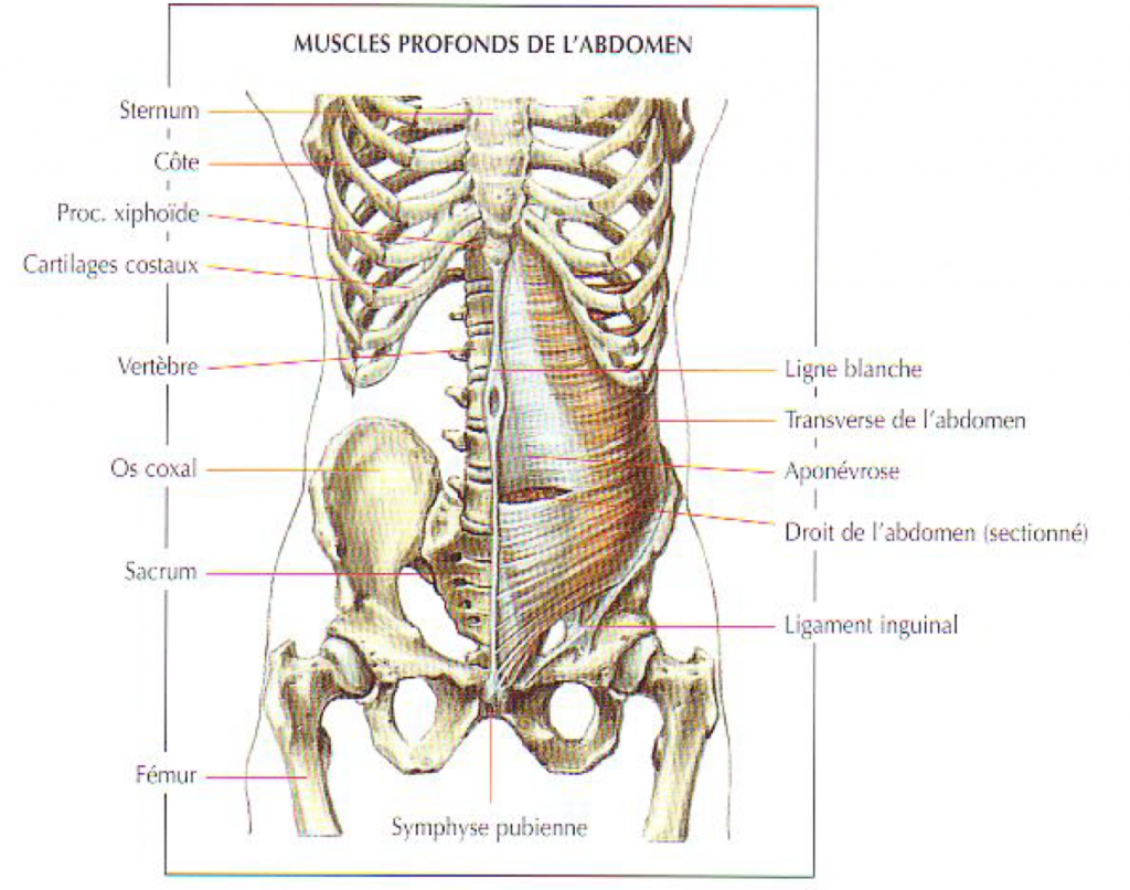 muscles profonds de l'abdomen