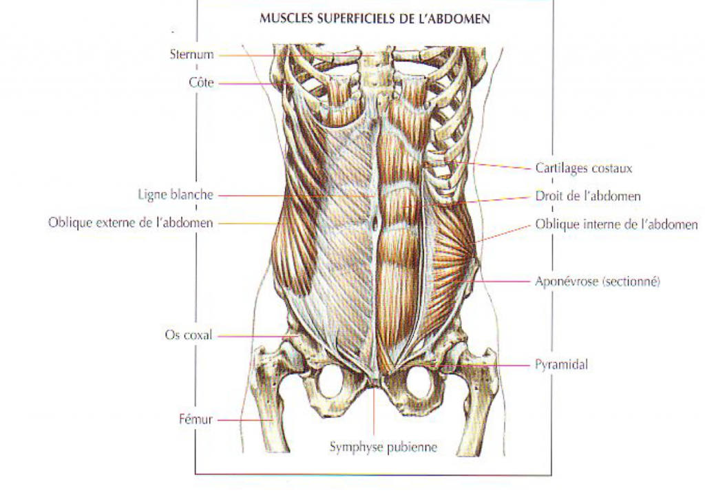 muscles superficiels de l'abdomen